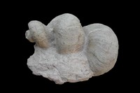 Requienia ammonia scalaris